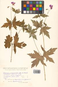 Герань Максимовича Regel & Maack, Сибирь, Дальний Восток (S6) (Россия)