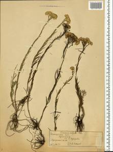 Солонечник льновидный (L.) Rchb. fil., Восточная Европа, Волжско-Камский район (E7) (Россия)