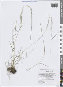 Полевица булововидная Trin., Сибирь, Дальний Восток (S6) (Россия)