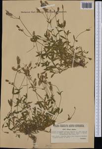 Silene vulgaris subsp. prostrata (Gaudin) Schinz & Thell., Западная Европа (EUR) (Австрия)