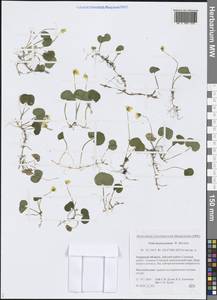 Фиалка Кузнецова W.Becker, Сибирь, Дальний Восток (S6) (Россия)