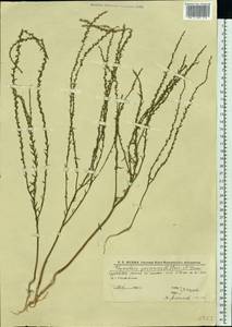 Тимелея воробьиная, Тимелея обыкновенная (L.) Coss. & Germ., Восточная Европа, Нижневолжский район (E9) (Россия)