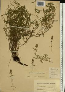 Thymus pannonicus All., Восточная Европа, Центральный лесостепной район (E6) (Россия)