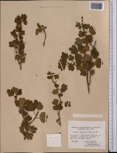 Смородина разнощетинковая C.A. Mey., Средняя Азия и Казахстан, Северный и Центральный Тянь-Шань (M4) (Киргизия)