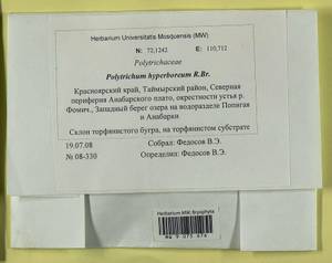 Polytrichum hyperboreum R. Br., Гербарий мохообразных, Мхи - Красноярский край, Тыва и Хакасия (B17) (Россия)