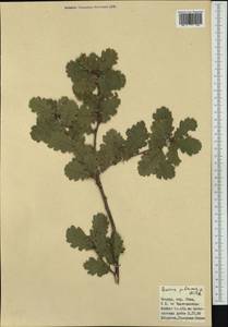 Дуб пушистый Willd. , nom. cons., Западная Европа (EUR) (Италия)