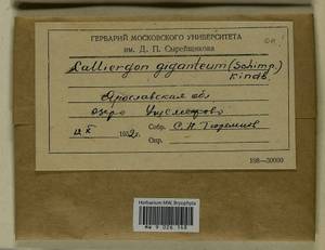 Calliergon giganteum (Schimp.) Kindb., Гербарий мохообразных, Мхи - Центральное Нечерноземье (B6) (Россия)