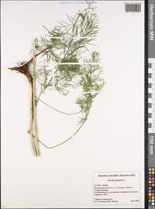 Жабрица однолетняя L., Восточная Европа, Московская область и Москва (E4a) (Россия)