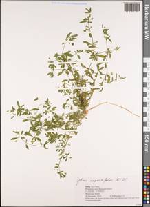 Glinus oppositifolius (L.) A. DC., Зарубежная Азия (ASIA) (Индия)