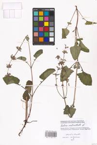 Шалфей мутовчатый L., Восточная Европа, Московская область и Москва (E4a) (Россия)