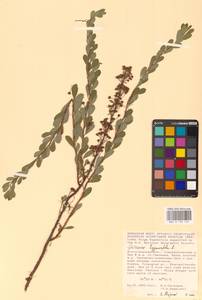 Спирея зверобоелистная, Таволга зверобоелистная L., Восточная Европа, Нижневолжский район (E9) (Россия)