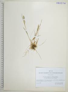 Koeleria subalpestris (Hartm.) Barberá, Quintanar, Soreng & P.M.Peterson, Сибирь, Дальний Восток (S6) (Россия)