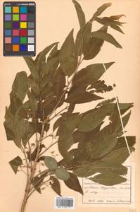 Бересклет Маака Rupr., Сибирь, Дальний Восток (S6) (Россия)