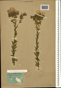 Лен зверобоелистный Salisb., Кавказ, Дагестан (K2) (Россия)