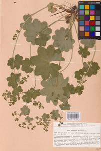 Манжетка неприкрытая Juz., Восточная Европа, Средневолжский район (E8) (Россия)