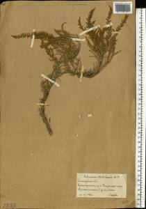 Сарсазан шишковатый (Pall.) M.Bieb., Восточная Европа, Нижневолжский район (E9) (Россия)