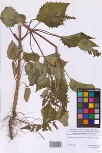 Циклахена дурнишниколистная (Nutt.) Fresen., Восточная Европа, Московская область и Москва (E4a) (Россия)