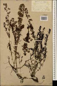 Подмаренник настоящий L., Кавказ, Армения (K5) (Армения)