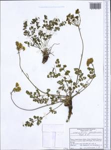 Laserocarpum pseudomeum (Orph., Heldr. & Sartori ex Boiss.) Spalik, Wojew., Constantin. & S. R. Downie, Западная Европа (EUR) (Греция)