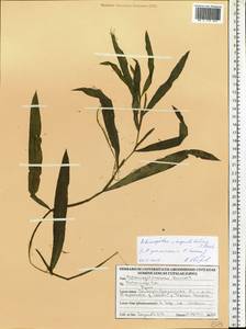 Potamogeton × angustifolius J.Presl, Восточная Европа, Белоруссия (E3a) (Белоруссия)