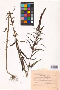 MHA 0 160 310, Вероника длиннолистная L., Восточная Европа, Западно-Украинский район (E13) (Украина)