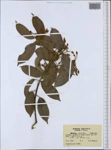 Mimusops laurifolia (Forssk.) Friis, Африка (AFR) (Эфиопия)