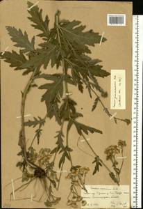 Jacobaea erucifolia subsp. grandidentata (Ledeb.) V.V.Fateryga & Fateryga, Восточная Европа, Нижневолжский район (E9) (Россия)