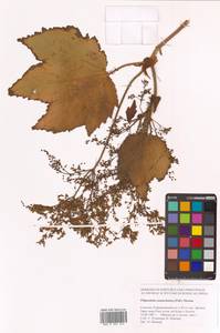 Таволга камчатская (Pall.) Maxim., Сибирь, Дальний Восток (S6) (Россия)