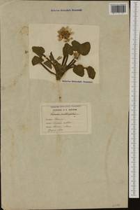 Чистяк калужницелистный Rchb., Западная Европа (EUR) (Италия)