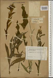 Centaurea cheiranthifolia subsp. cheiranthifolia, Кавказ (без точных местонахождений) (K0)