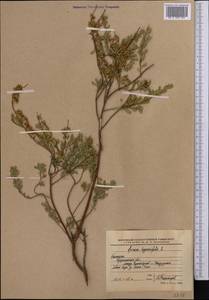 Спирея зверобоелистная, Таволга зверобоелистная L., Средняя Азия и Казахстан, Северный и Центральный Казахстан (M10) (Казахстан)