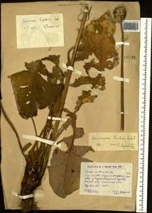 Dolomiaea frolowii (Ledeb.) Kasana & A. K. Pandey, Сибирь, Западный (Казахстанский) Алтай (S2a) (Казахстан)