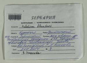 Helodium blandowii (F. Weber & D. Mohr) Warnst., Гербарий мохообразных, Мхи - Центральное Черноземье (B10) (Россия)