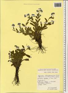 Незабудка воробейниколистная (Willd.) Hornem., Кавказ, Дагестан (K2) (Россия)