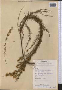 Baccharis coridifolia DC., Америка (AMER) (Аргентина)