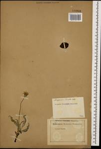 Gelasia lanata (L.) Zaika, Sukhor. & N. Kilian, Кавказ (без точных местонахождений) (K0)