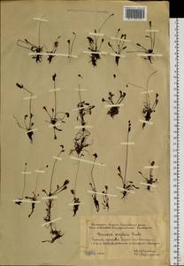 Drosera ×anglica Huds., Сибирь, Западная Сибирь (S1) (Россия)