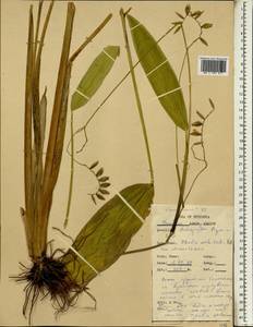 Thalia geniculata L., Африка (AFR) (Эфиопия)