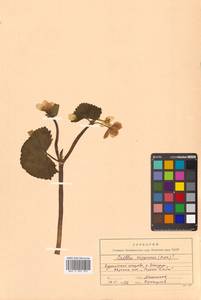 Caltha palustris var. minor (Mill.) DC., Сибирь, Дальний Восток (S6) (Россия)