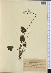 Кальдезия белозоролистная (L.) Parl., Западная Европа (EUR) (Румыния)