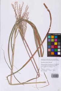 Веероцветник китайский Andersson, Сибирь, Дальний Восток (S6) (Россия)