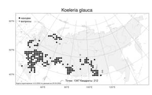 Koeleria glauca, Тонконог сизый, Келерия сизая (Spreng.) DC., Атлас флоры России (FLORUS) (Россия)