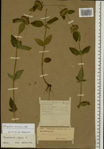 Пахучка обыкновенная L., Кавказ, Ставропольский край, Карачаево-Черкесия, Кабардино-Балкария (K1b) (Россия)