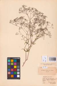 Качим метельчатый L., Восточная Европа, Волжско-Камский район (E7) (Россия)