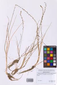 Триостренник болотный L., Восточная Европа, Московская область и Москва (E4a) (Россия)