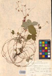 Земляника лесная L., Восточная Европа, Восточный район (E10) (Россия)