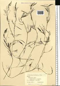 Лютик Кауфмана, Шелковник Кауфмана P.Clerc, Восточная Европа, Латвия (E2b) (Латвия)