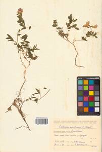 Lathyrus japonicus var. maritimus (L.) J.T.Kartesz & Gandhi, Сибирь, Дальний Восток (S6) (Россия)