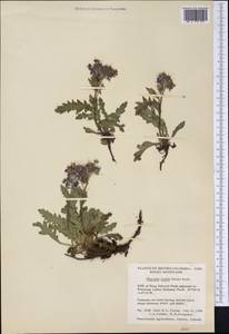 Phacelia lyallii (A. Gray) Rydb., Америка (AMER) (Канада)