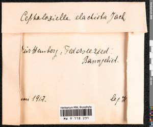 Cephaloziella elachista (J.B. Jack ex Gottsche & Rabenh.) Schiffn., Гербарий мохообразных, Мхи - Западная Европа (BEu) (Германия)